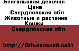 Бенгальская девочка 01.03.17 › Цена ­ 4 000 - Свердловская обл. Животные и растения » Кошки   . Свердловская обл.